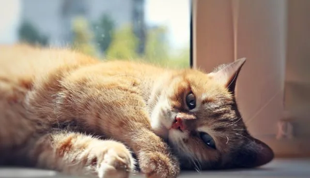 Fensterbank für Katzen von NORTA. Schafft einen gemütlichen und sicheren Platz für Ihre Katze mit hochwertiger Verarbeitung.